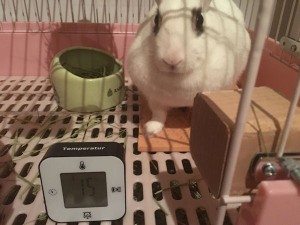 rabbit-heater3