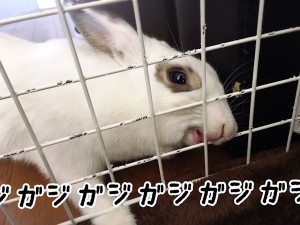 rabbit-heyanpo2