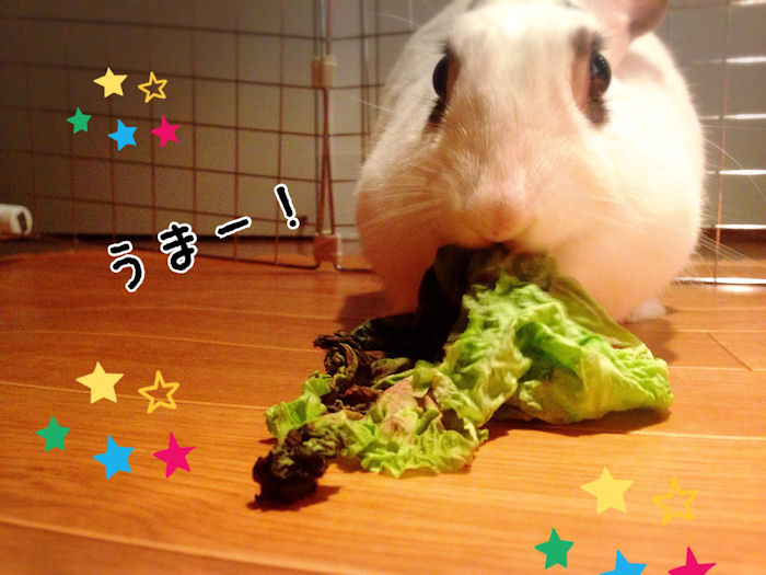 rabbit-vegetables5