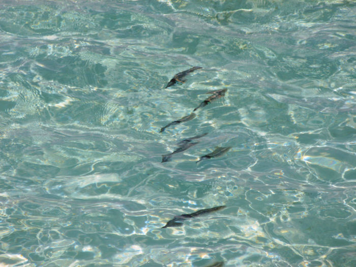 maldives-fish11