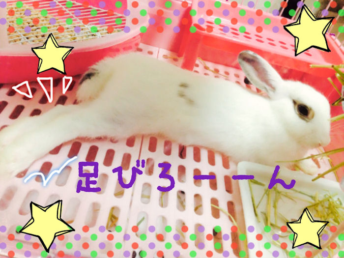 rabbit-cage3