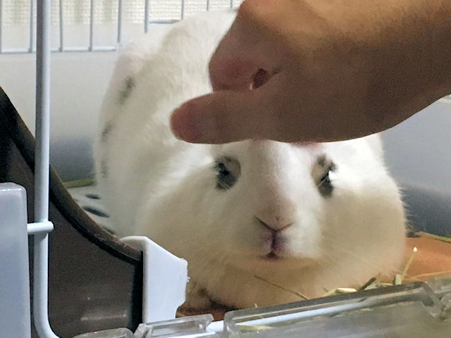rabbit-petting1