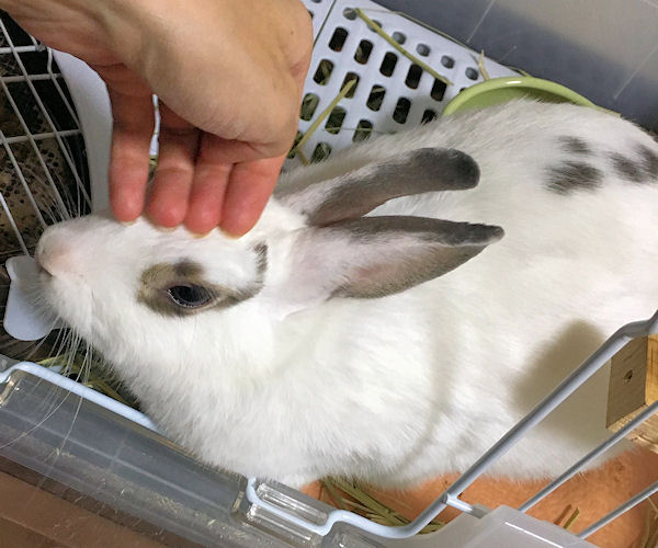 rabbit-petting3