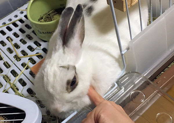 rabbit-petting5
