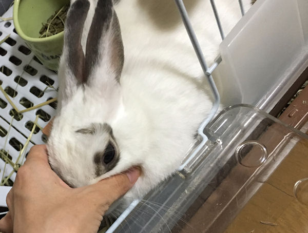 rabbit-petting7