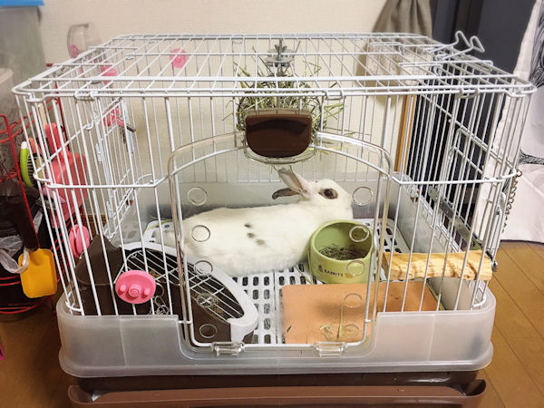 これからうさぎを飼いたい人へ 室内での飼い方 育て方まとめ Yuki Co Yuki ユキコユキ