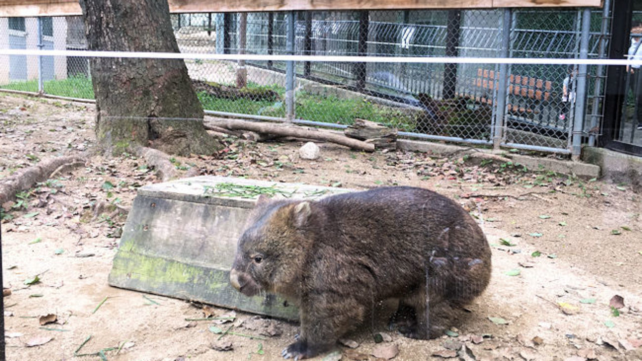 大阪池田市の五月山動物園は子連れ向け 駐車場 授乳室情報など Yuki Co Yuki ユキコユキ