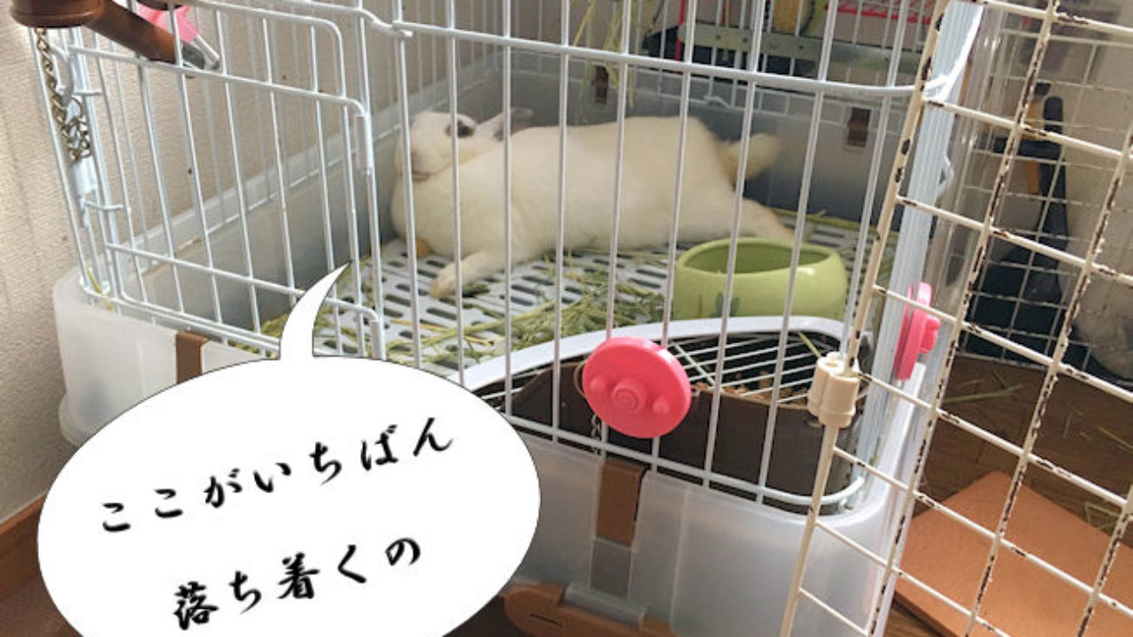うさぎのペットホテルの選び方 ストレスをなるべく減らそう Yuki Co Yuki ユキコユキ