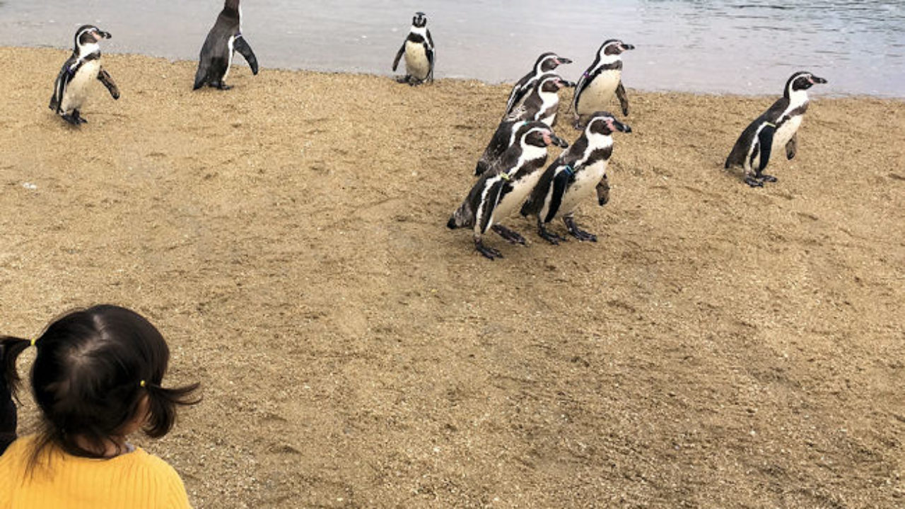 長崎ペンギン水族館 ふれあいや砂浜お散歩 ごはんタイムが面白い Yuki Co Yuki ユキコユキ