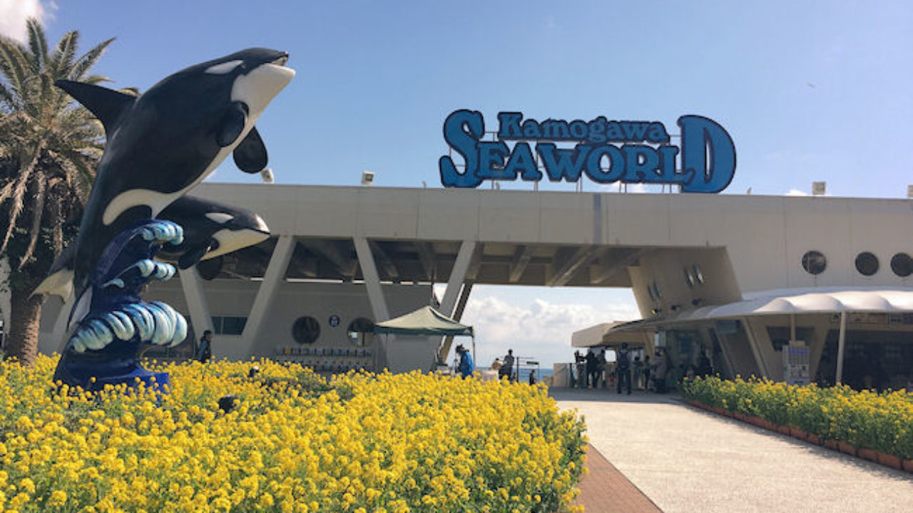 シャチショーが凄い水族館 鴨川シーワールドに行く前に計画したいこと Yuki Co Yuki ユキコユキ